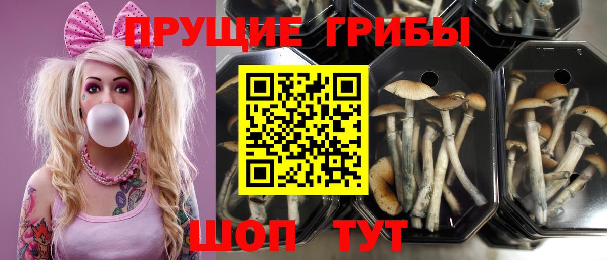 Галлюциногенные грибы Magic Shrooms Ишимбай